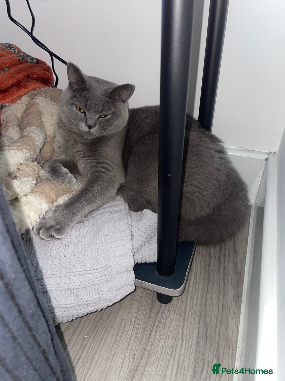 British Shorthair cats for sale: Stormi - Image 4