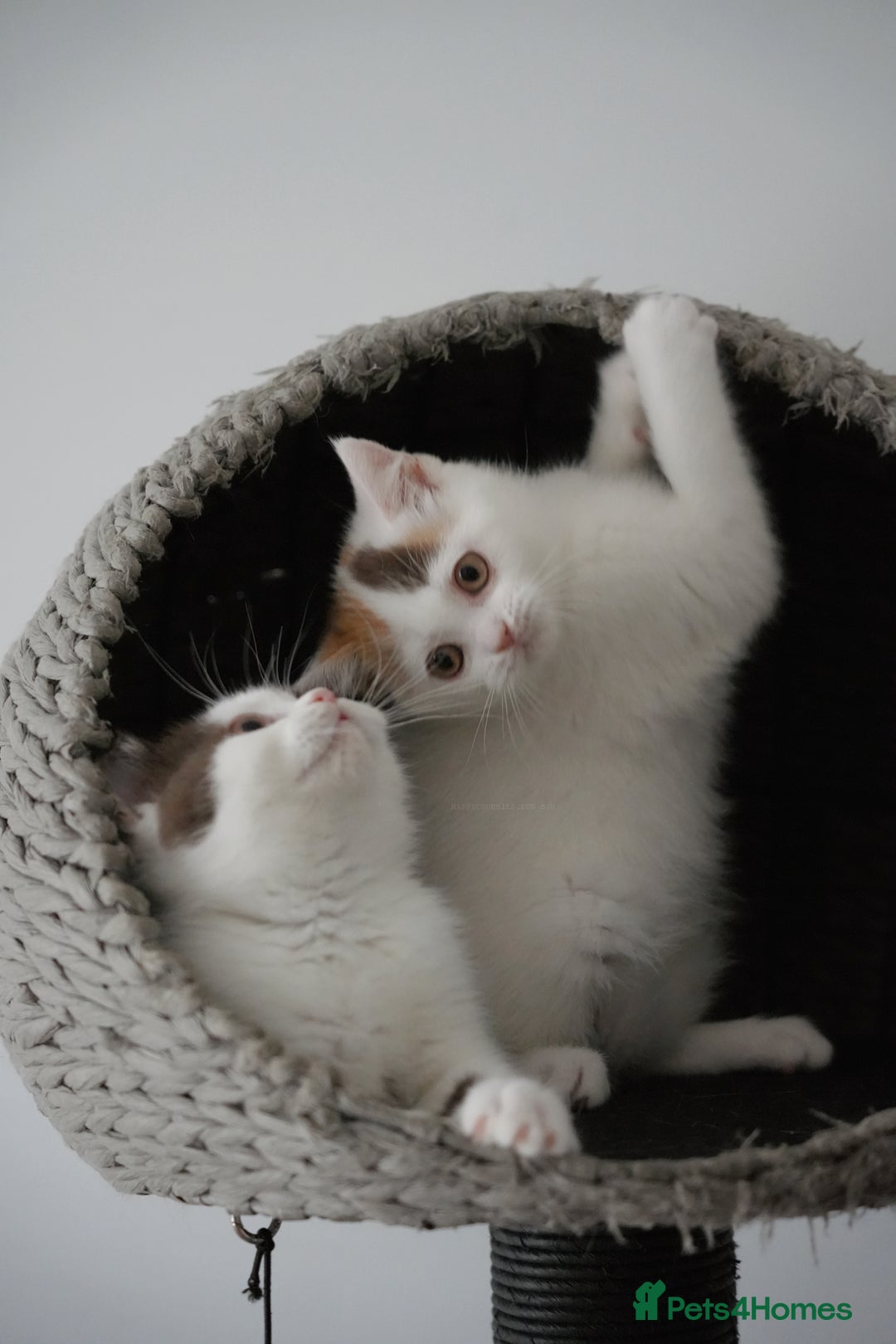 British Shorthair cats for sale: Health tested and registered Chocolate BSH - Image 6