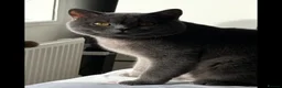 British Shorthair cats for sale: REDUCED BRITISH SHORTHAIRS FOR SALE  - Advert 5