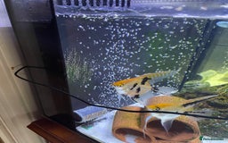 Angelfish fish for sale: Bonded Pair Angelfish  - Image 1