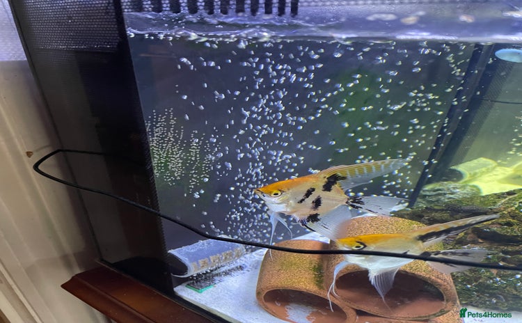 Angelfish fish - Advert 1