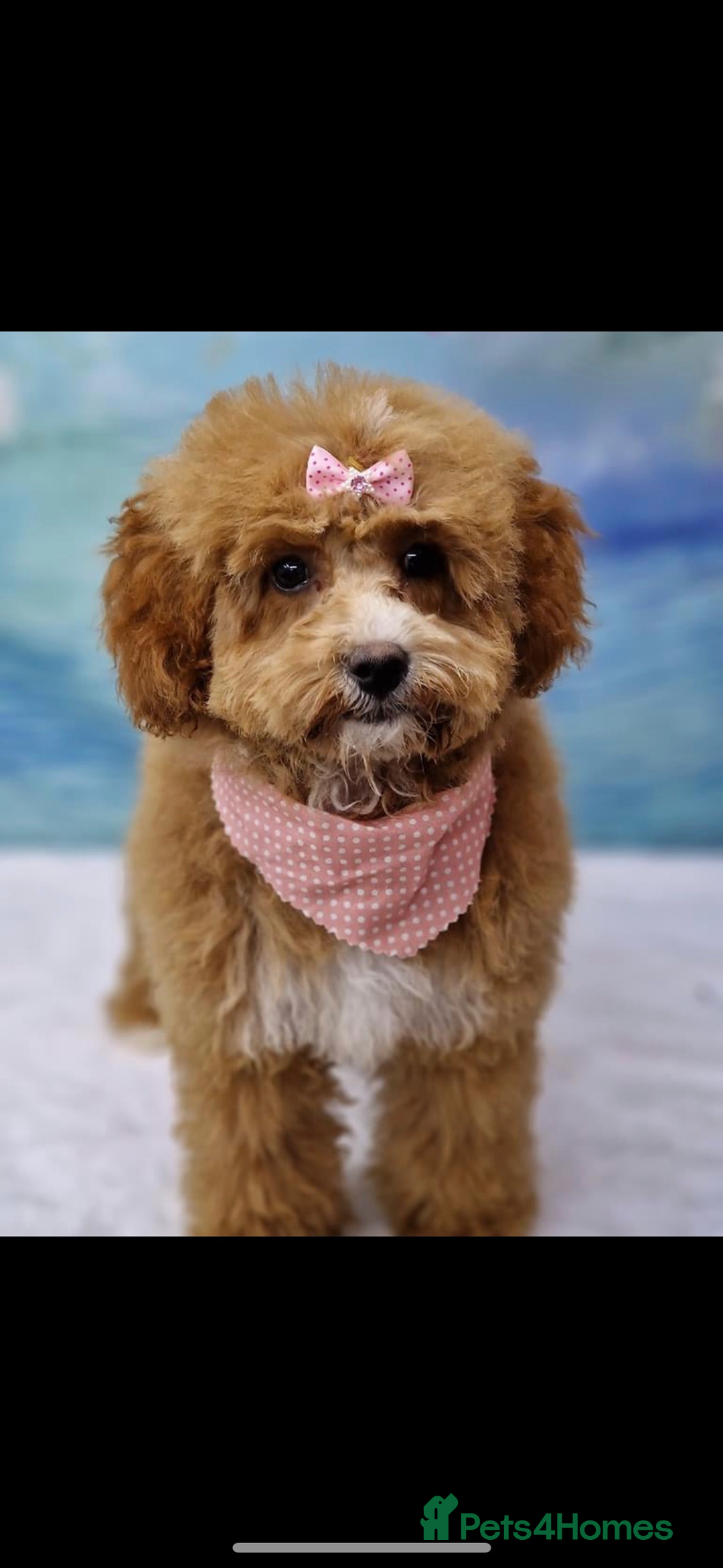 Cavapoo dogs for sale: Tiny cavapoo F1BB - ESA certified - Advert 12