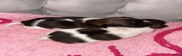 Jack Russell dogs for sale: Jack Russell puppies  - Advert 8