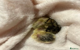 Quail poultry for sale: pretty male button quail - Image 11