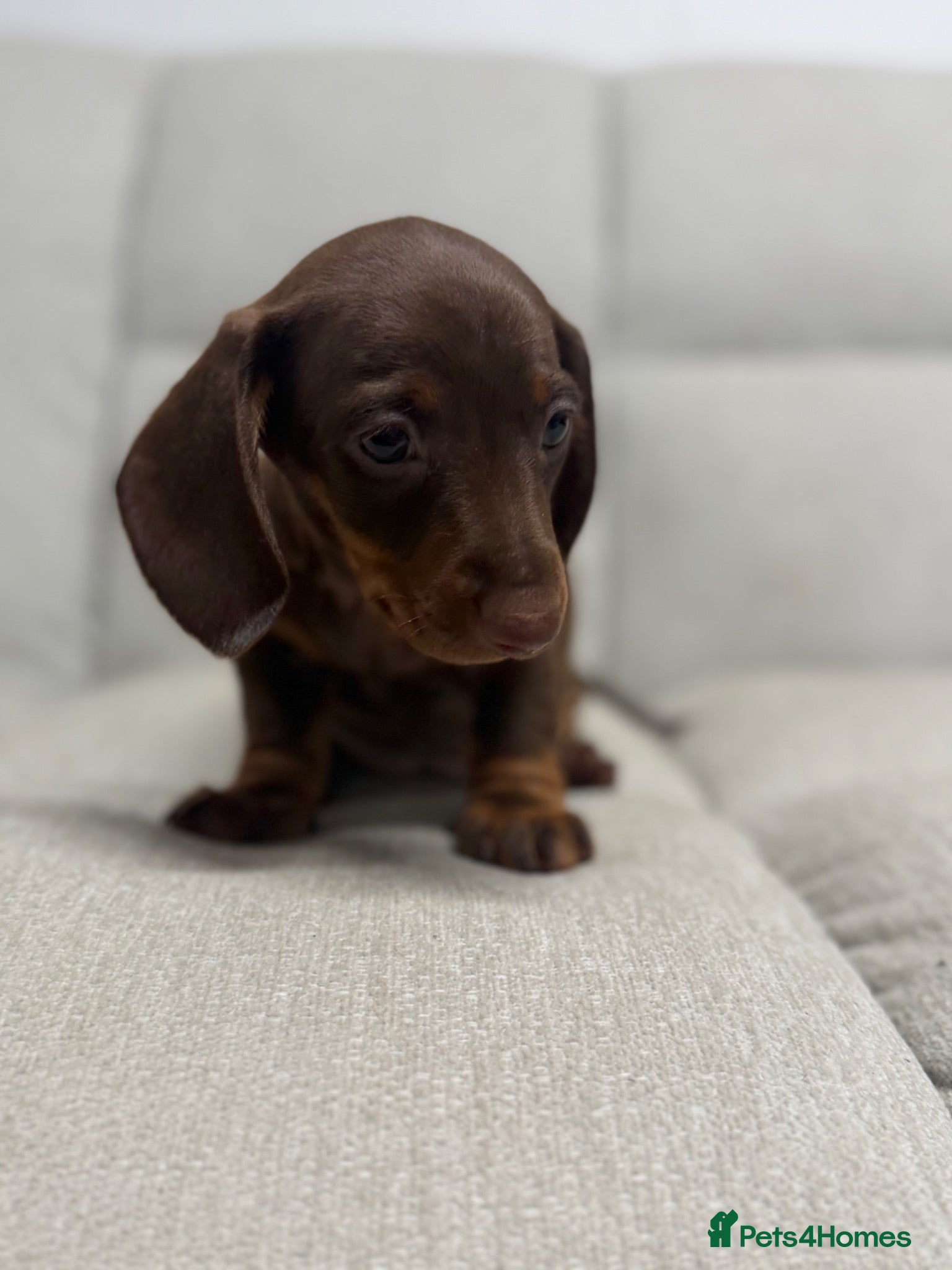 Miniature Dachshund dogs Beautiful litter of miniature dachshunds - Advert 1