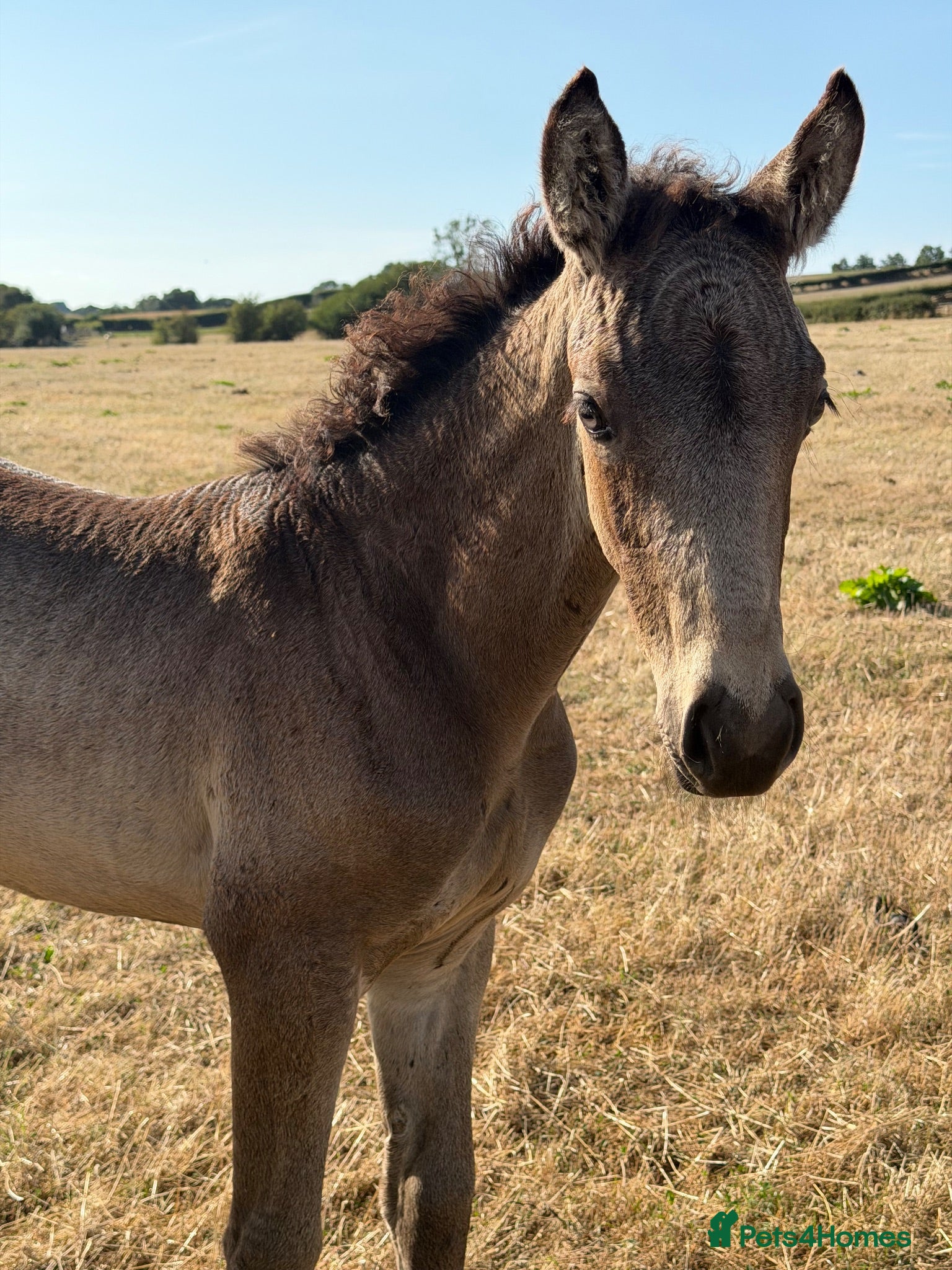 Connemara horses Llynhelyg Dumbledore  - Advert 12
