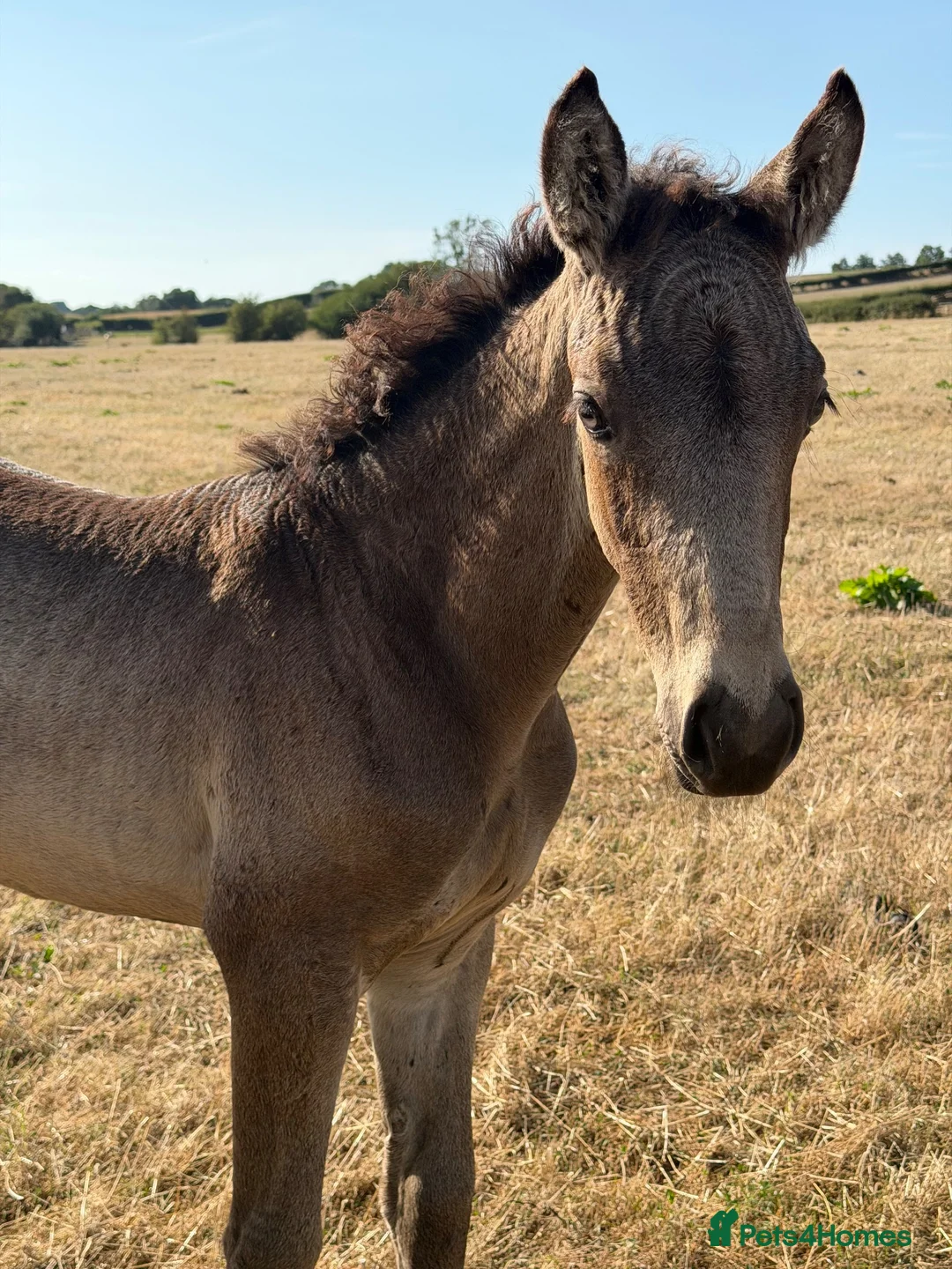 Connemara horses for sale: Llynhelyg Dumbledore  - Advert 1