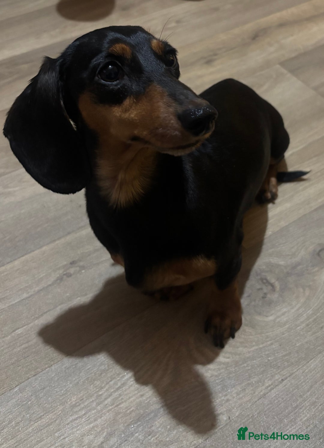 Miniature Dachshund dogs for sale: 5 Beautiful Miniature Dachshund’s  - Advert 3
