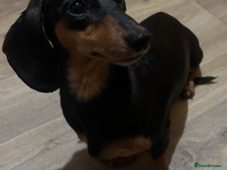 Miniature Dachshund dogs 5 Beautiful Miniature Dachshund’s - Advert 1