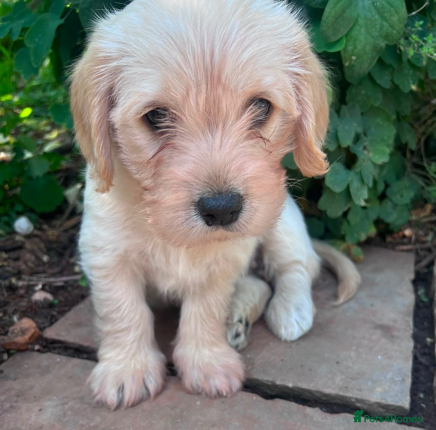 Mixed Breed dogs Cavachon - Fox Red Labrador - Rare F1 Cavador - Advert 5