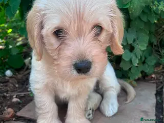 Mixed Breed dogs Cavachon - Fox Red Labrador - Rare F1 Cavador - Advert 5