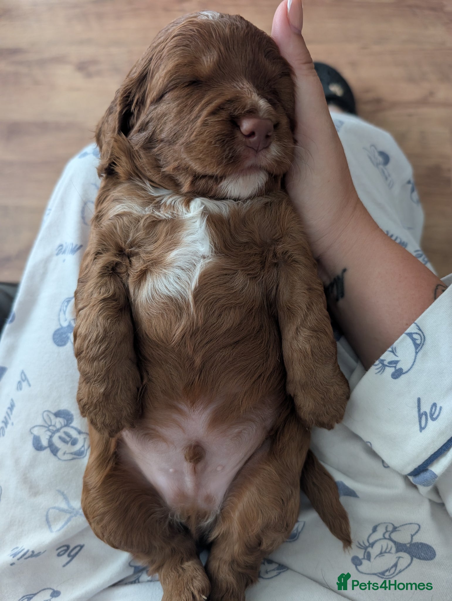 Cockapoo dogs Cockapoo puppies for sale  - Advert 18
