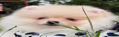 Pomeranian Puppy 5