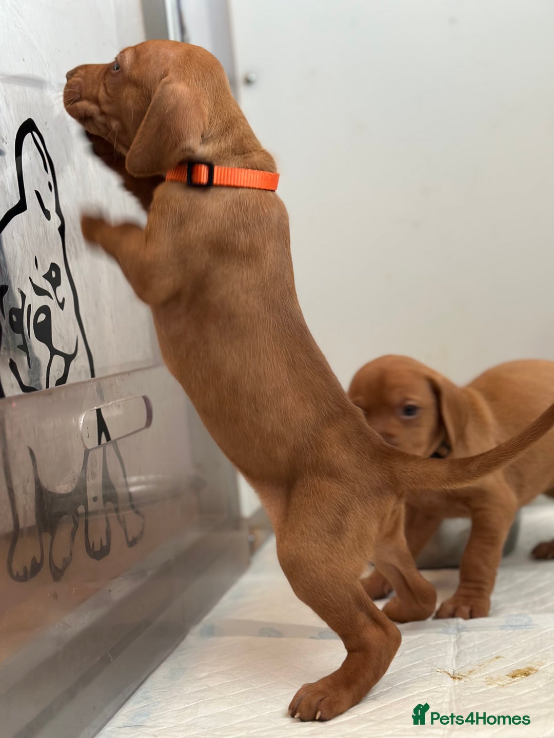 Hungarian Vizsla dogs for sale: Amazing Hungarian vizsla puppies - Image 16