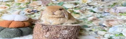 Mini Lop rabbits for sale: Mini lop babies  - Advert 6