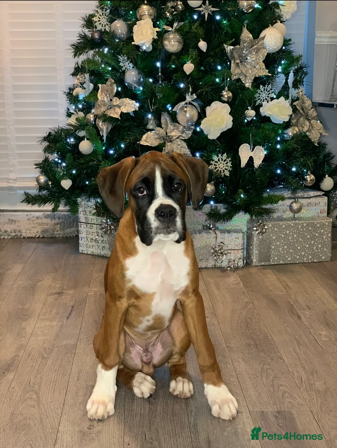 Boxer dogs for stud: PROVEN KC REGISTERED BOXER STUD - Red Flashy Male in London - Advert 13