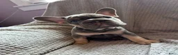 French Bulldog dogs for sale: French bulldogs  - Advert 12