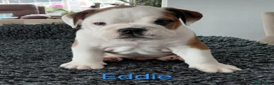 English Bulldog 2