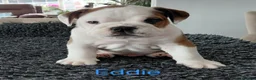 English Bulldog dogs for sale: English Bulldog Puppies  - Advert 3