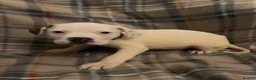 Mixed Breed dogs for sale: Large mix dog breed  in Edinburgh - Advert 13