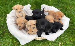 Labrador Retriever dogs for sale: Outstanding KC Registered Labrador Puppies - Image 3