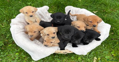 Labrador Retriever dogs - Advert 9