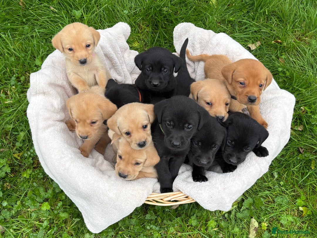 Labrador Retriever dogs for sale: Outstanding KC Registered Labrador Puppies - Image 3