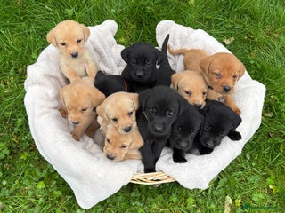 Labrador Retriever dogs ⭐️⭐️Outstanding KC Registered Labrador Puppies⭐️⭐️ - Advert 6