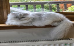Scottish Fold cats for sale: Scottish fold long hair  - Image 2