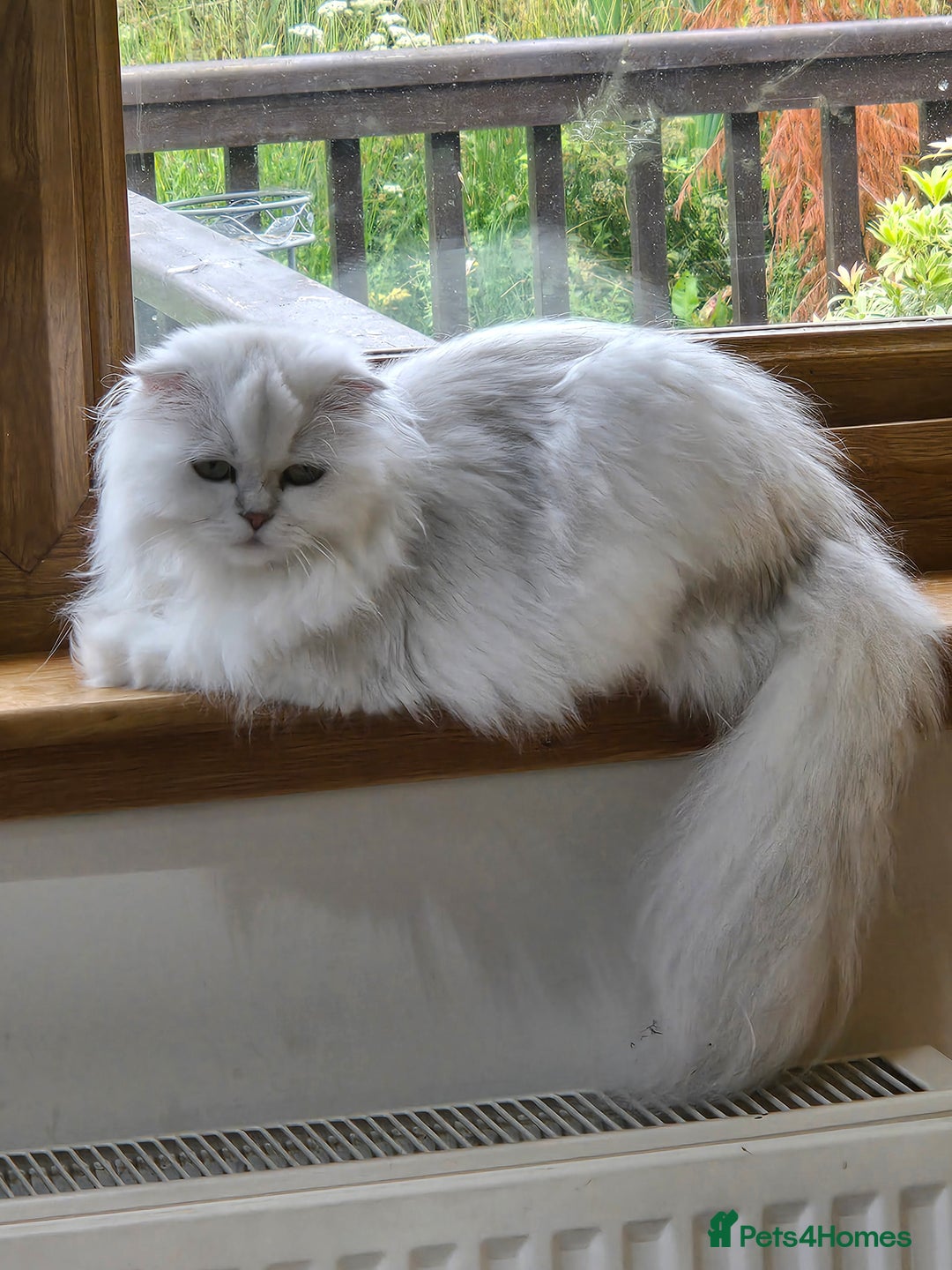 Scottish Fold cats for sale: Scottish fold long hair  - Image 2