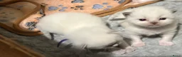 Ragdoll cats for sale: Beautiful fluffy chunky Ragdoll kittens - Advert 7