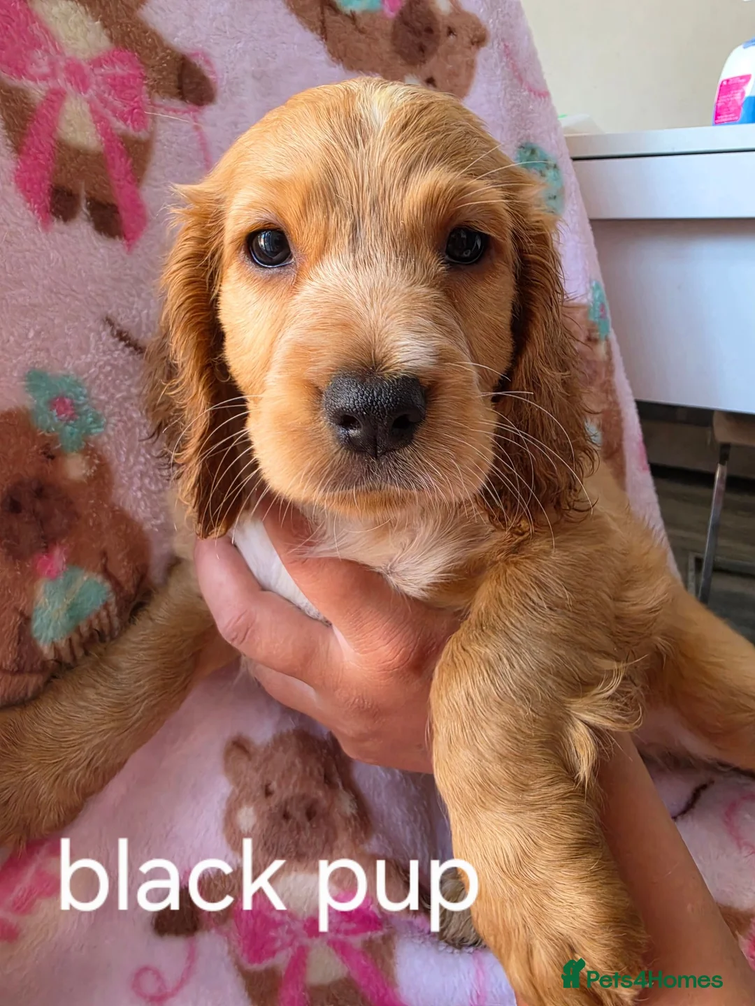Cocker Spaniel dogs for sale: Show coocker spainel  - Advert 2