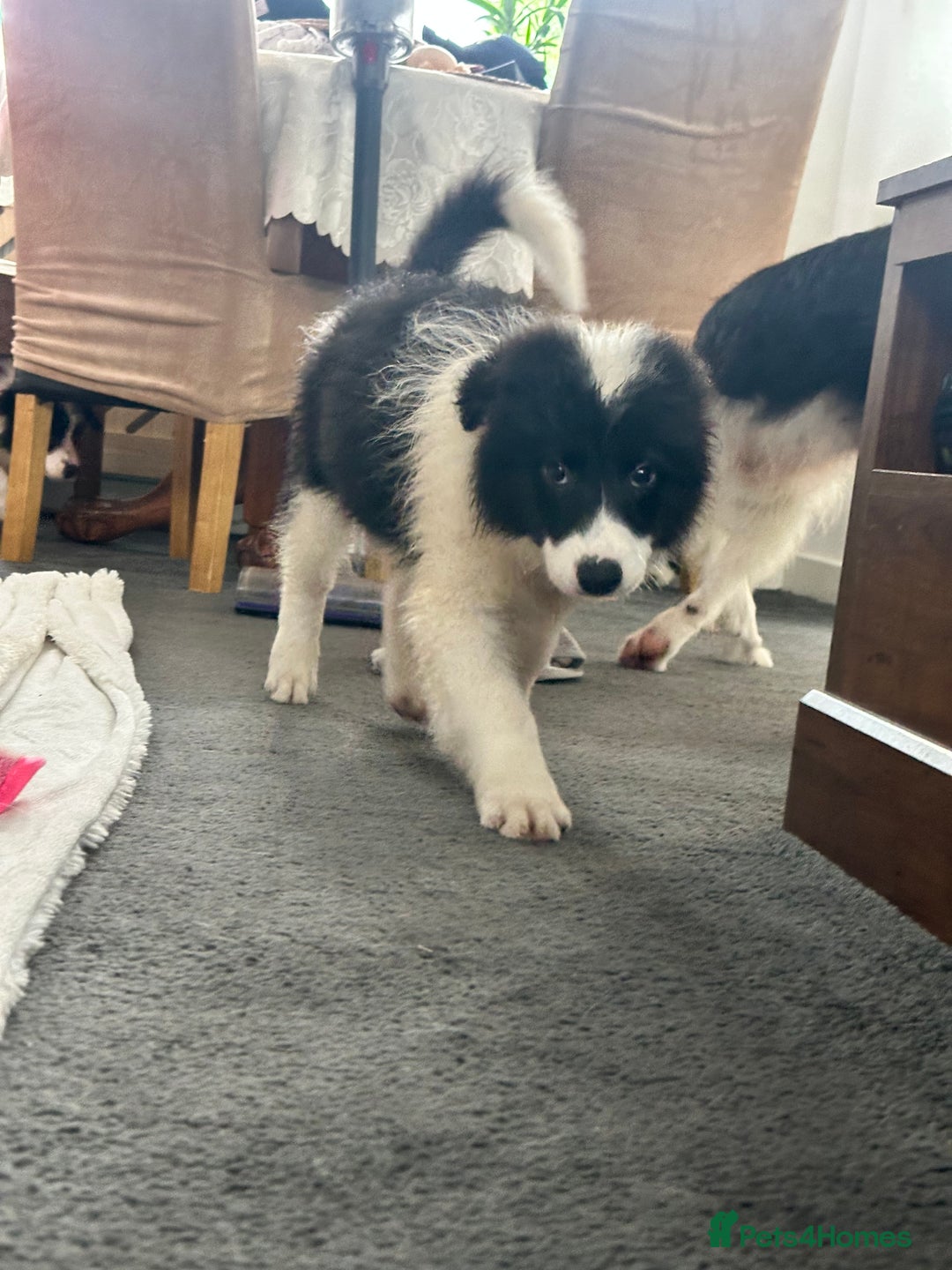 Border Collie dogs for sale: Last 2 girls left !!! International Champion line - Image 7