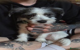 Morkie dogs for sale: Maltese cross - Image 2