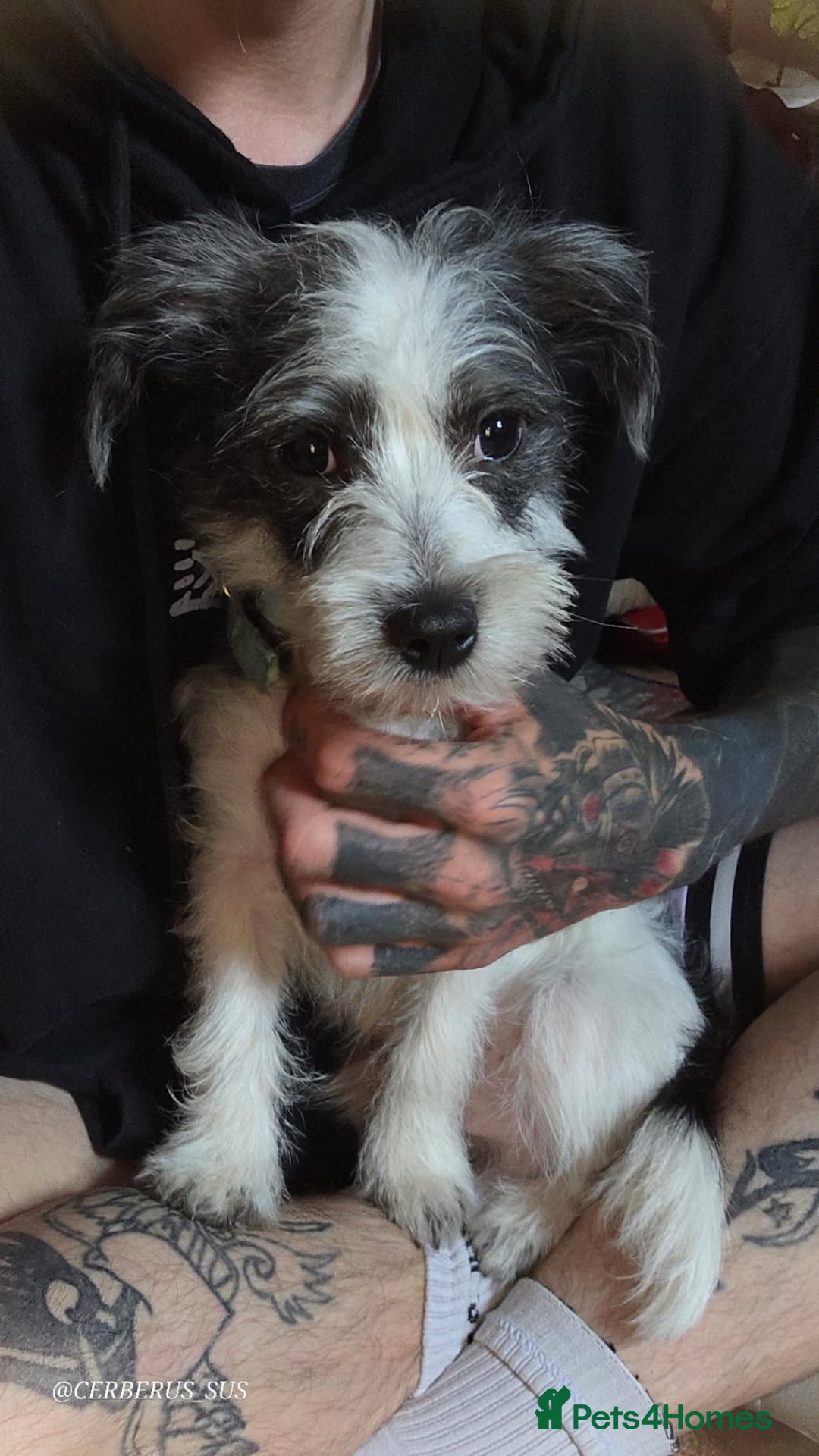 Morkie dogs for sale: Maltese cross - Image 2
