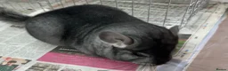 Chinchilla rodents for sale: Sophie, beautiful chunky Standard girl. Super tame - Advert 6