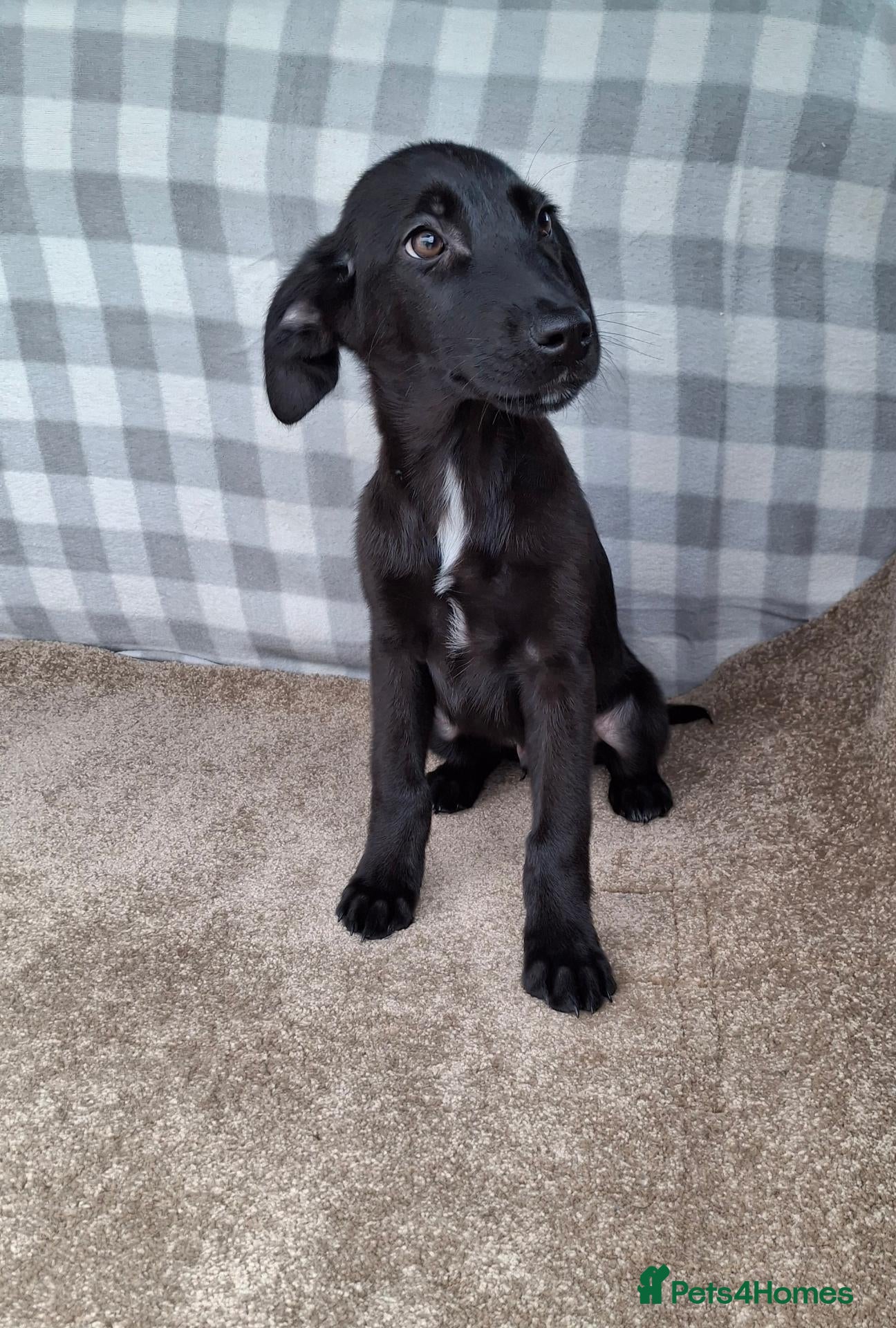 Mixed Breed dogs Flatcoated retriever x border collie puppies - Advert 2