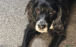 Cocker Spaniel dogs for sale: KC Cocker Spaniel Puppies  - Image 9
