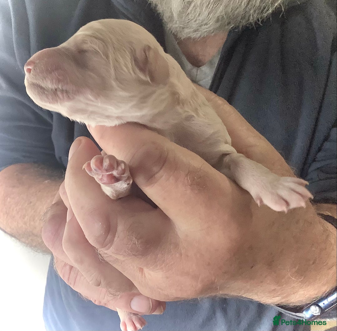 Standard Poodle dogs for sale: KC Standard Poodle Puppies - Image 11