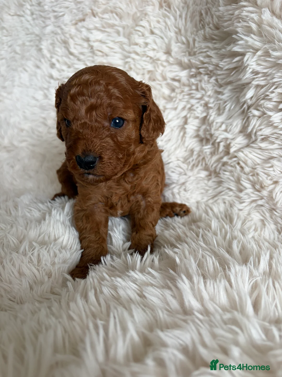 Cavapoo dogs for sale: Cavapoo Puppies F1B - Advert 8