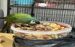 Macaws birds for sale: Blue winged macaw - Image 3