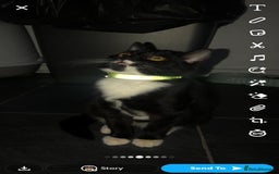 Domestic Shorthair cats for sale: 2 kittens ready to go  - Image 3