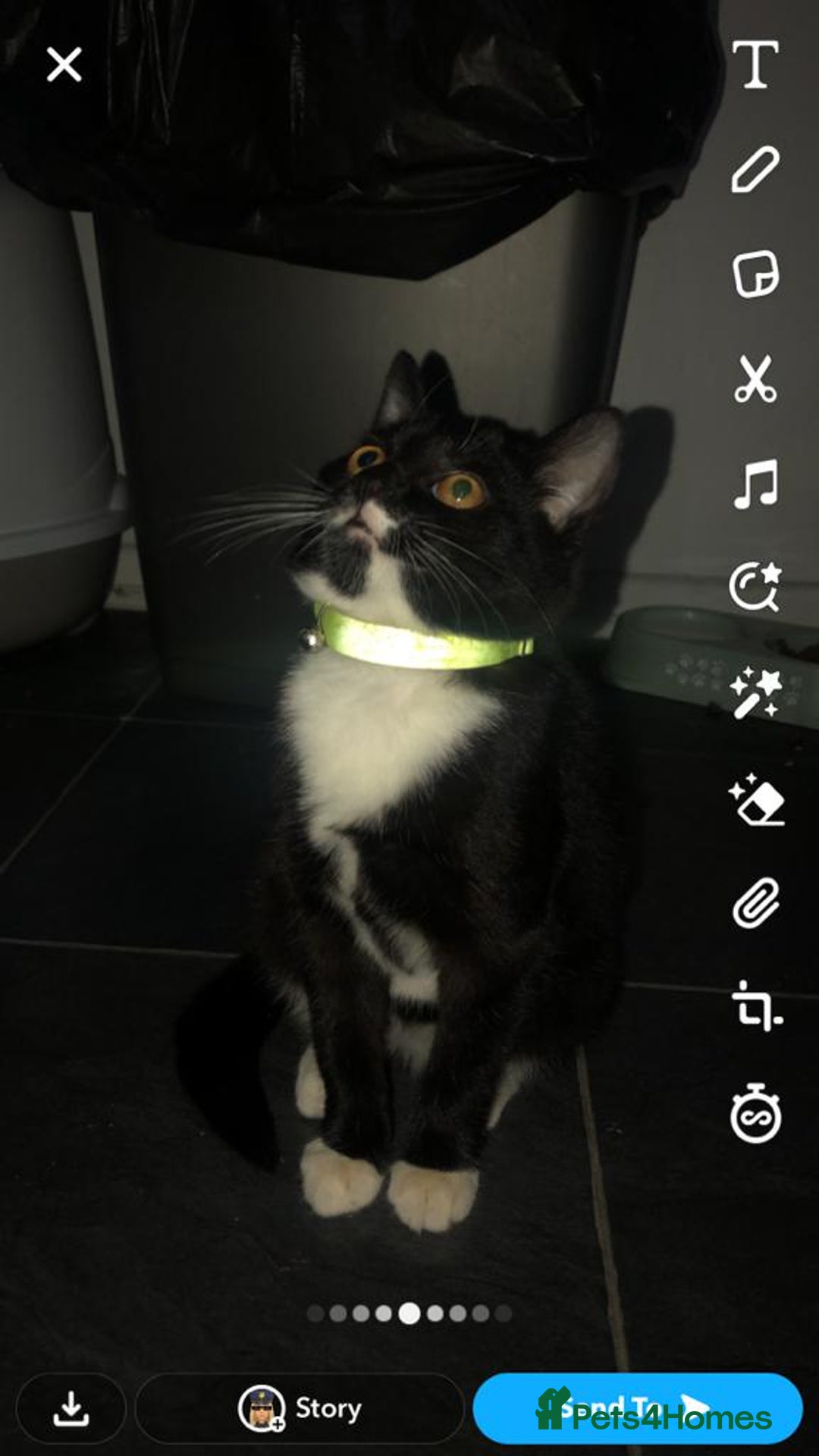 Domestic Shorthair cats for sale: 2 kittens ready to go  - Image 3