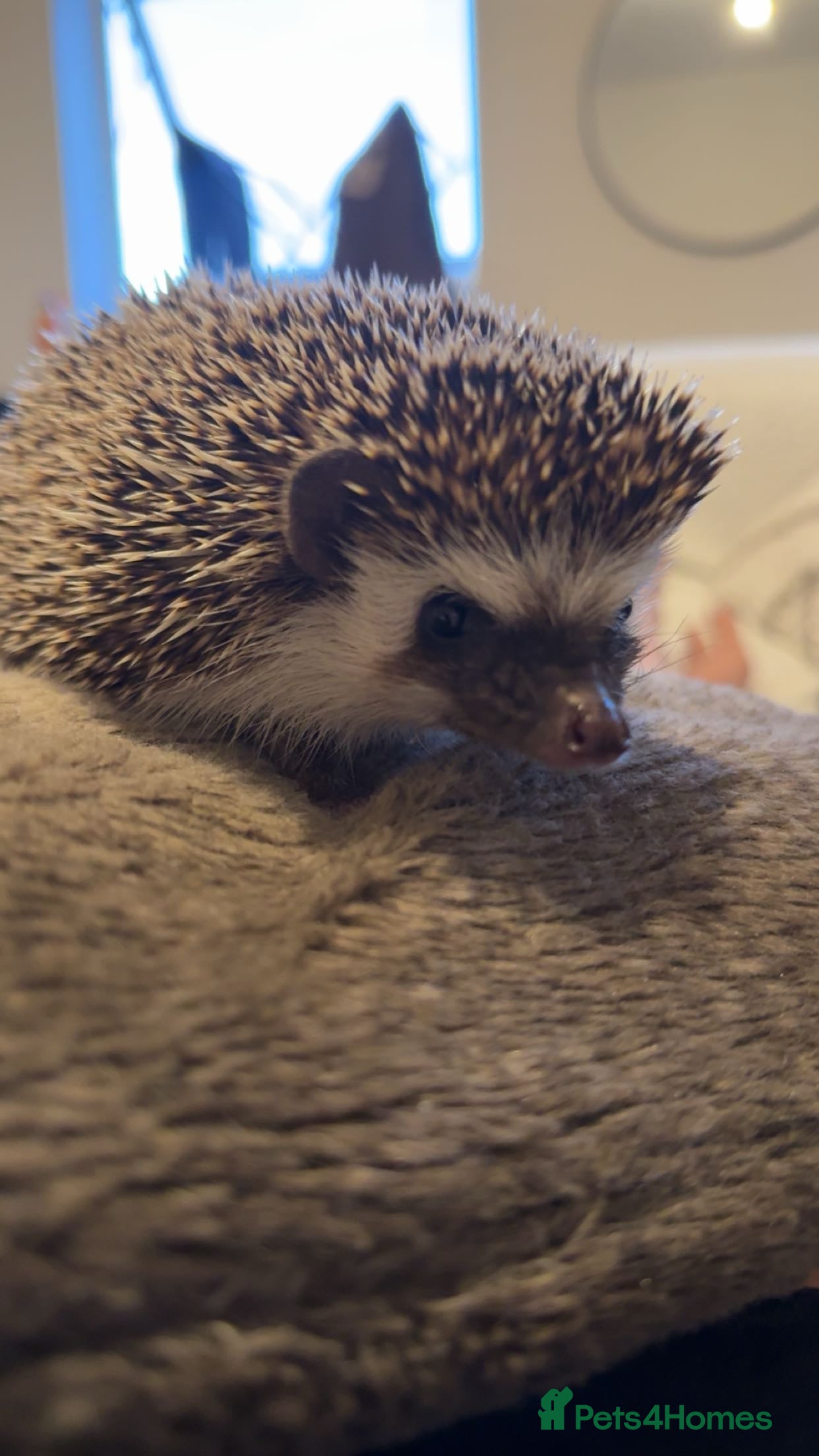 Pygmy Hedgehog rodents African Pygmy hedgehog  - Advert 2