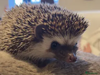 Pygmy Hedgehog rodents African Pygmy hedgehog - Advert 2