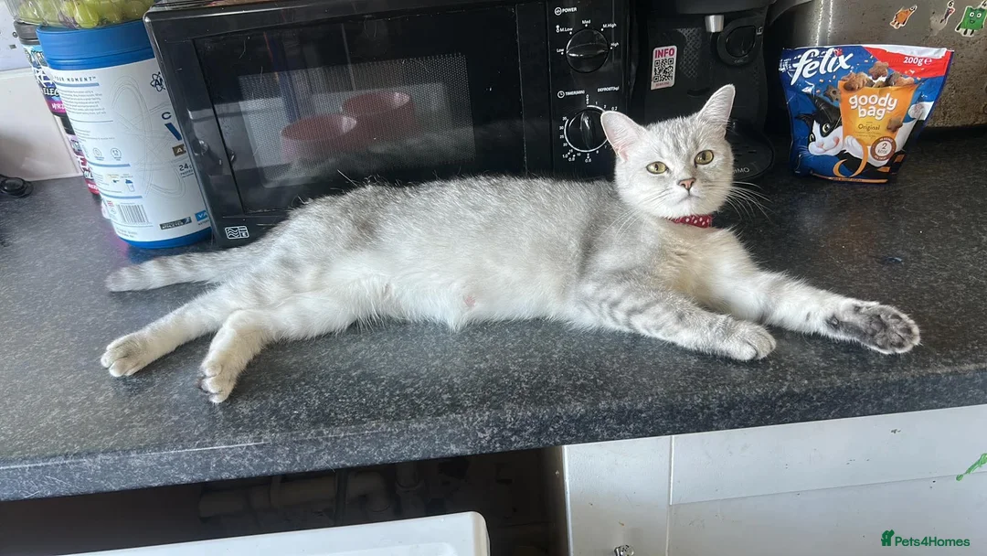 British Shorthair cats for sale: Adorable Silver Tabby Kittens 2 boys in Accrington - Advert 2