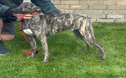 Lurcher dogs for sale: Lurcher pup - Image 3