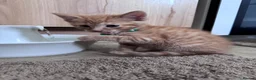 Mixed Breed cats for sale: Four lovely kittens - Advert 7