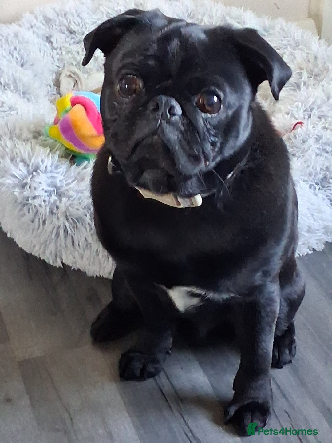 Pug dogs for sale: Black pug - Advert 1