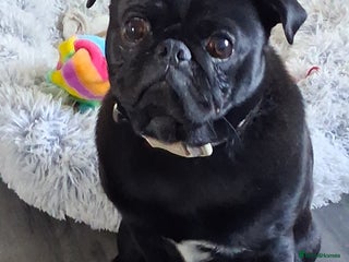 Pug dogs Black pug - Advert 1